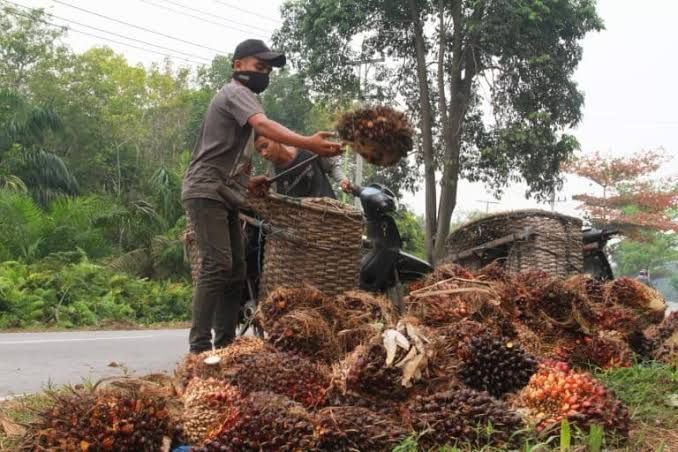 Terobosan PLN Jadikan Limbah Sawit Jadi Energi Listrik